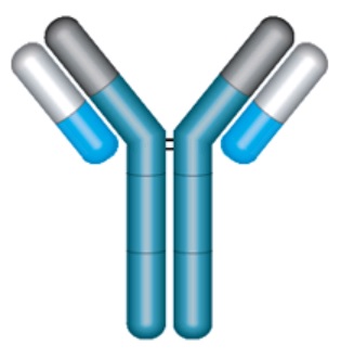 JoinnBio-Cell-Line-Antibody